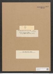 Diatoma rhombicum O'Meara (de-Toni-Nr.: Genus 58, Species 2543) Zeichnungen Sammlung Grunow Nr. 5095 (NHMW-BOT-W0373373)
